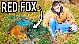 I Trapped a Red Fox!