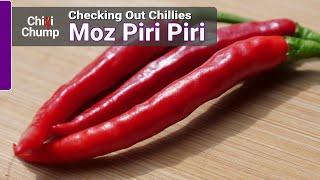 Moz Piri Piri - Episode 10: Checking out Chillies with ChilliChump