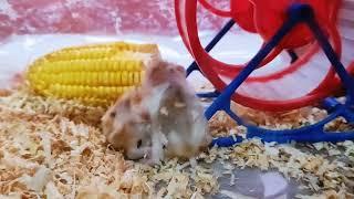 Melihara Hamster Hari Pertama