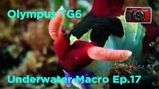 Olympus TG6 Macro Nudibranch  +Cinematic Color Grading /EP 17