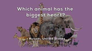 Which animal has the biggest heart?