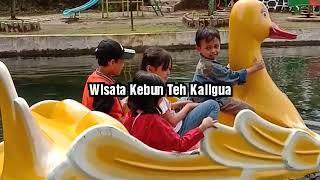 Wisata Kebun Teh Kaligua || Cocok untuk piknik keluarga