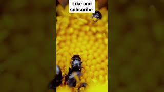 The Honey #viral #The Wild Side #Shortvidios #wildlife  #wildlife videos #animal #wildlifeworld