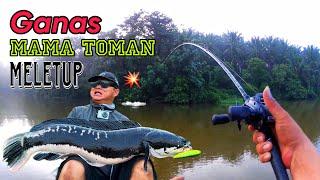 Ganas MaMa Toman Kaw -Kaw Meletup 15cm Pencil | Casting |Slash Monster Travel Rod | Daiwa Zillion