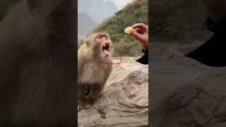 cute  monkey#ytshort #trendingshorts #animal lover#dosti #music #love