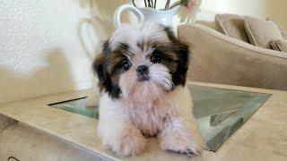 Ozzy The Shih Tzu Puppy || TOO CUTE