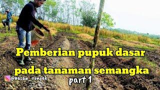 Pengolahan lahan untuk tanaman semangka (part 1)