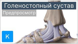 Голеностопный сустав (предпросмотр) - Анатомия человека | Kenhub