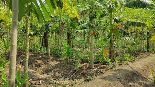 subash palekar natural farming | ultra high density fruit forest | agriculture friend