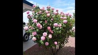 Обрезка розы  шраб, голый низ - пышный верх. питомник роз Полины Козловой, rozarium biz