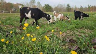 Springtime on the Farm