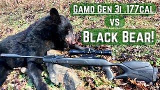 Can a .177 cal. pellet rifle kill a black bear?!? Gamo Swarm Magnum Gen3i VS Black Bear!