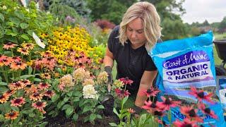 Small Space? No Problem! Planting Compact Hydrangeas: PW Tiny Quick Fire & Fire Light Tidbit