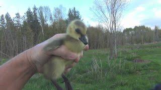 30 Canada Geese Goslings May 16, 2021