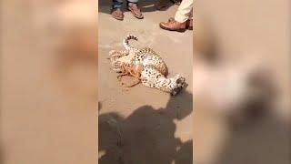 Watch: Leopard enters residential area in Gujarat, creates ruckus