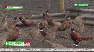 Багаудин Могушков разводит фазанов в домашних условиях.