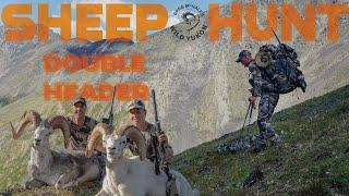 Opening Day Double Header: Dall's Sheep