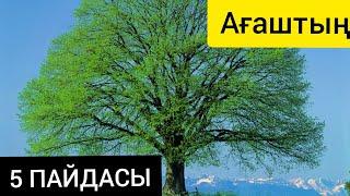 АҒАШТЫҢ 5 ПАЙДАСЫ