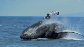 Humpback Whales - Documentary