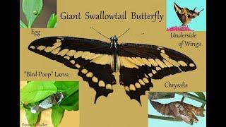 Giant Swallowtail Butterfly