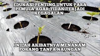 MENANAM PORANG TANPA NAUNGAN INFO PENTING UNTUK PETANI PORANG PEMULA AGAR TIDAK GAGAL.