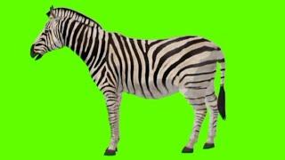 Zebra green screen.Zebra video.Zebra.(no copyright).