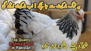 Fancy Hens Top Quality Brahma Breed in Pakistan || Fancy Murghio or Birds Ka future ? ||B4BIRDS