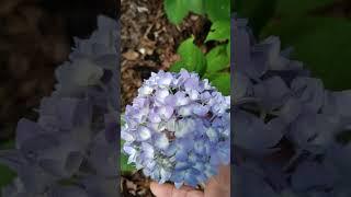 I Hydrangea plants with flowers  by: @MCDC Variety&Ideas vlog.