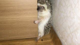 the hedgehog who entered the corner without thinking about his size