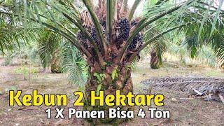 Review Kebun terawat