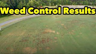 Bermudagrass Weed Control Spray Results FULL SEND Smoke Off