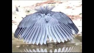 funny animal youtube videos Black Heron