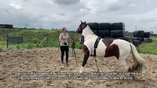 Biko het zadelmak maken van een angstig paard