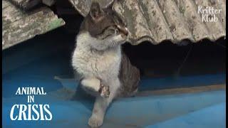 Cat Still Wants A Girl As A Friend Though Got Injured By Humans (Part 1) | Animal in Crisis EP139