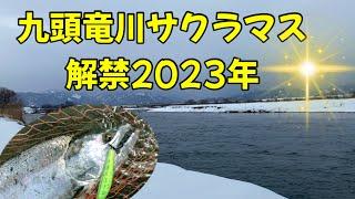 [サクラマス] 今年は釣れるのでしょうか？