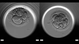 2 Selected Embryos