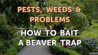 How to Bait a Beaver Trap