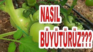 DOMATESTE MEYVELERİ NASIL BÜYÜTÜRÜZ?