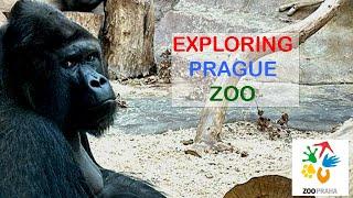 Prague Zoo walkthrough | scenic views & strange frogs | January 2023