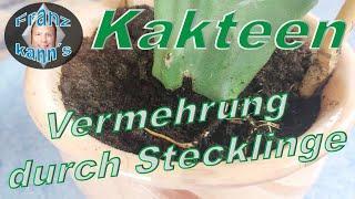 Kakteen durch Stecklinge vermehren