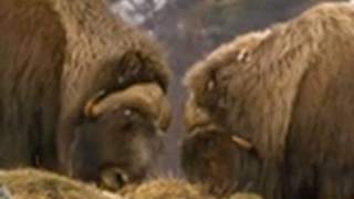 Viking Wilderness - Muskox High Speed Collision