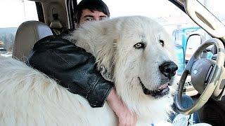 Biggest Dog Breeds