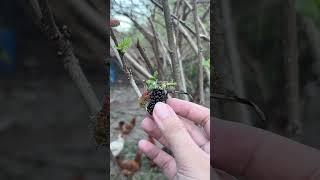 Mulberry Picking: Nature’s Therapy for a Calm Mind.  #mulberry #fruit #pampanga #fyp #relaxing