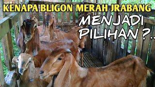 Kenapa Kambing Bligon Merah Jrabang Menjadi Pilihan.?