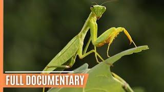 The World of Insects - Unveiling Earth's Mini Giants | Full Documentary