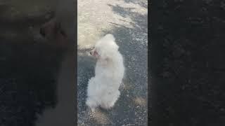 baby pet wants attention #pets #spitz #spitzlover #puppy #spitzdog #youtube