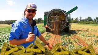 A Field Full Of Pickles...