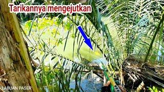 MUSIM KEMARAU IKAN BESAR BERMUNCULAN DI SUNGAI KECIL..!! 