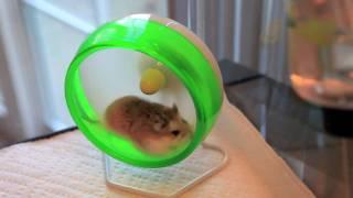 Robo dwarf hamster running in a wheel