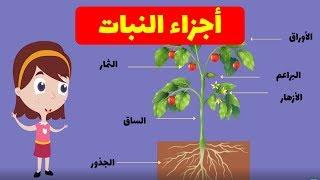 ماهي أجزاء النبات  | مادة العلوم | أنا النبات | parts of plants